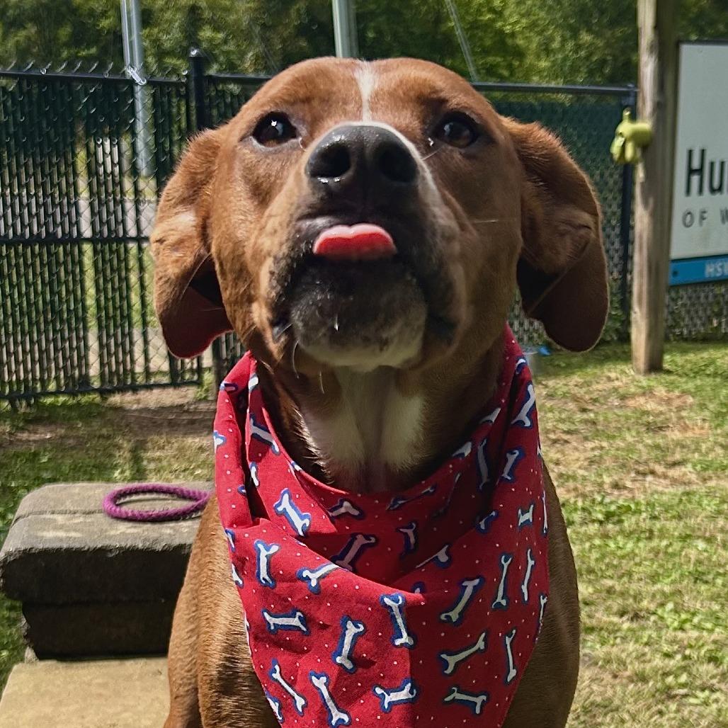 Enlarge Donut, a Adoptable Mixed Breed in Johnson City, TN image 4/5