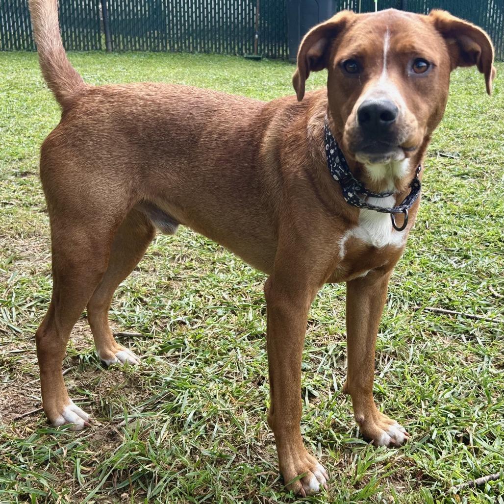 Enlarge Donut, a Adoptable Mixed Breed in Johnson City, TN image 5/5