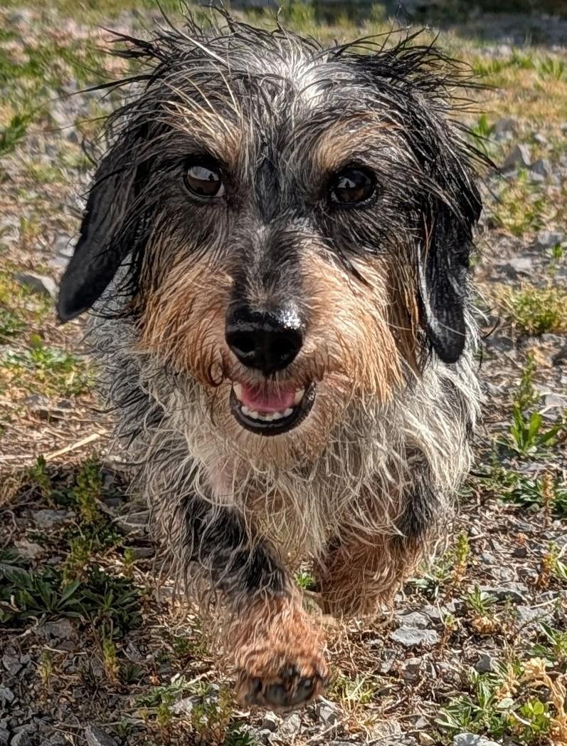 Poppy in TN, ADOPTABLE, Adult Female Dachshund.