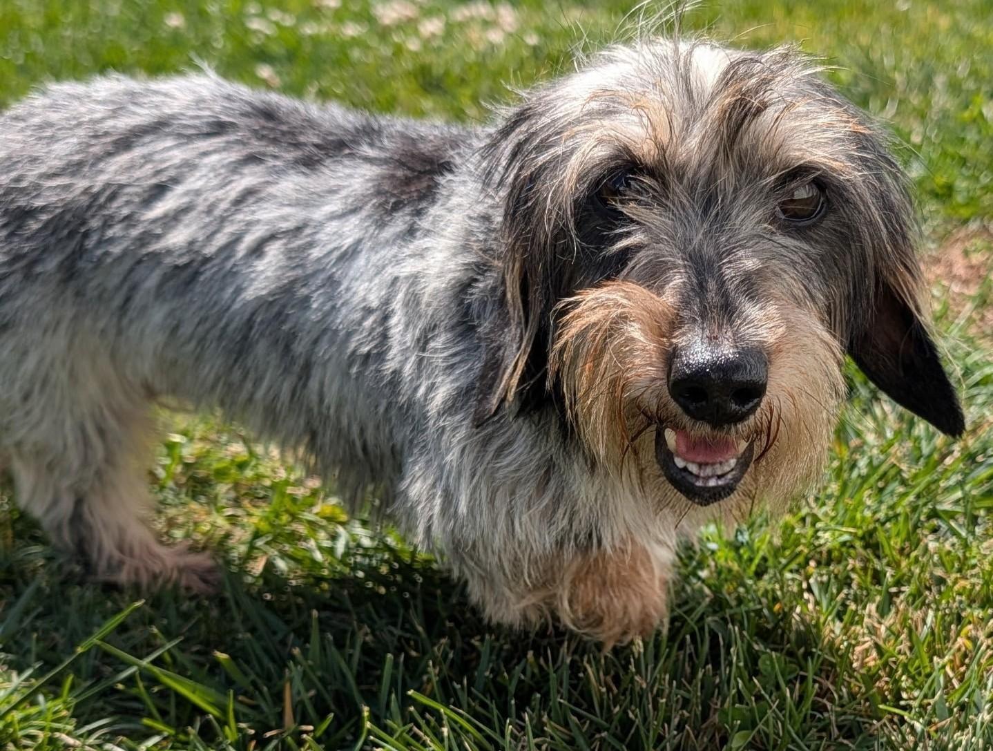 Enlarge Poppy in TN, a ADOPTABLE Dachshund in Alcoa, TN image 2/6