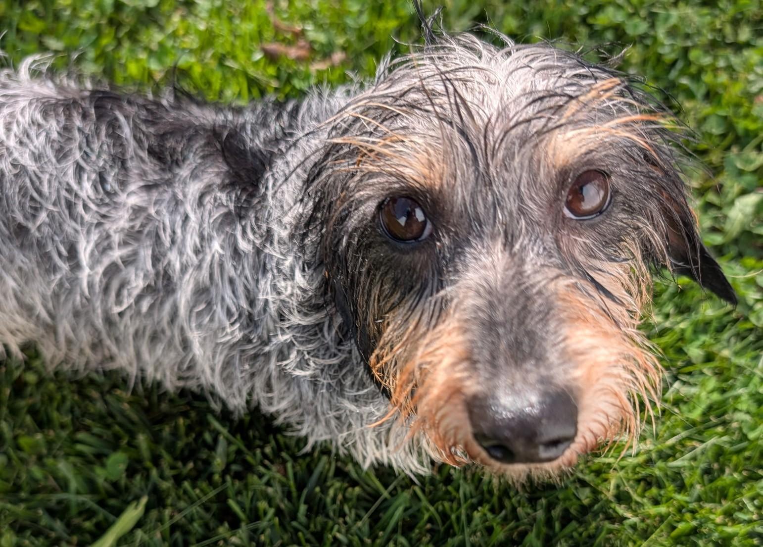 Enlarge Poppy in TN, a ADOPTABLE Dachshund in Alcoa, TN image 6/6