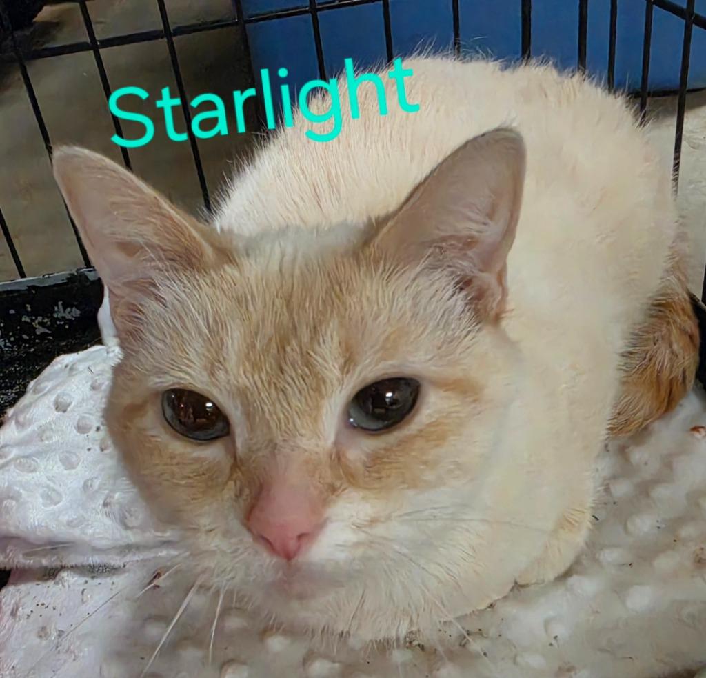 Starlight, Adoptable, Young Female Domestic Short Hair.