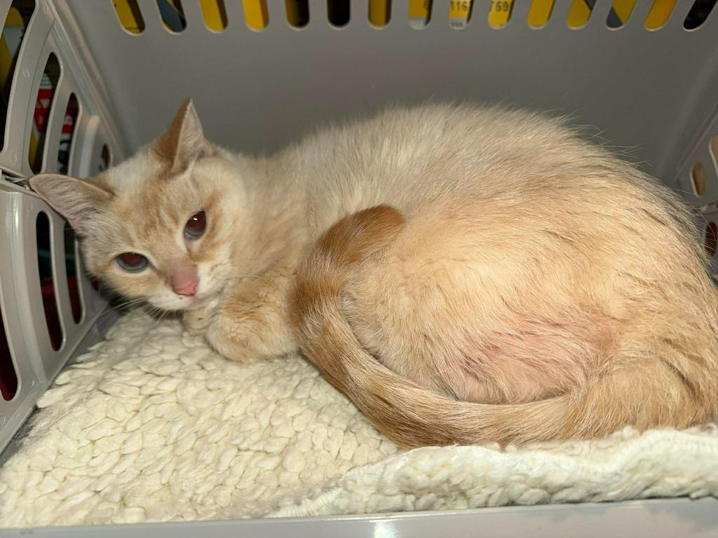 Enlarge Starlight, a Adoptable Domestic Short Hair in Cloquet, MN image 1/1