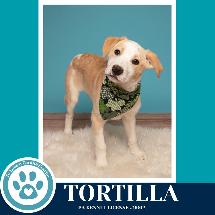 Tortilla (Tee Pups) 020726, Adoptable, Puppy Male Border Collie.