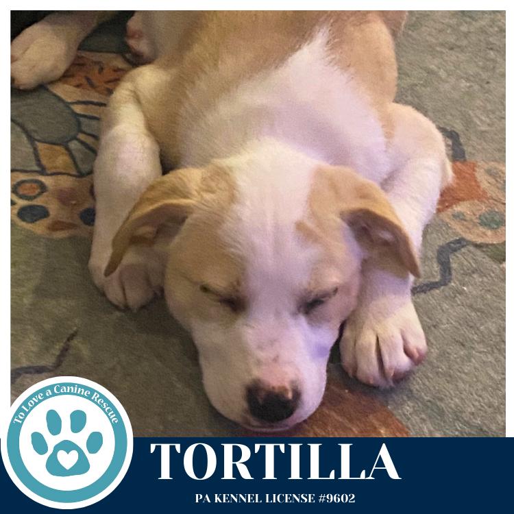 Enlarge Tortilla (Tee Pups) 020726, a Adoptable mixed breed in Kimberton, PA image 3/6
