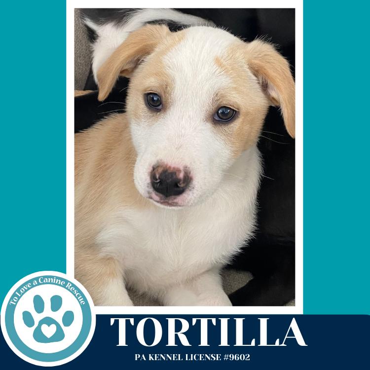 Enlarge Tortilla (Tee Pups) 020726, a Adoptable mixed breed in Kimberton, PA image 4/6