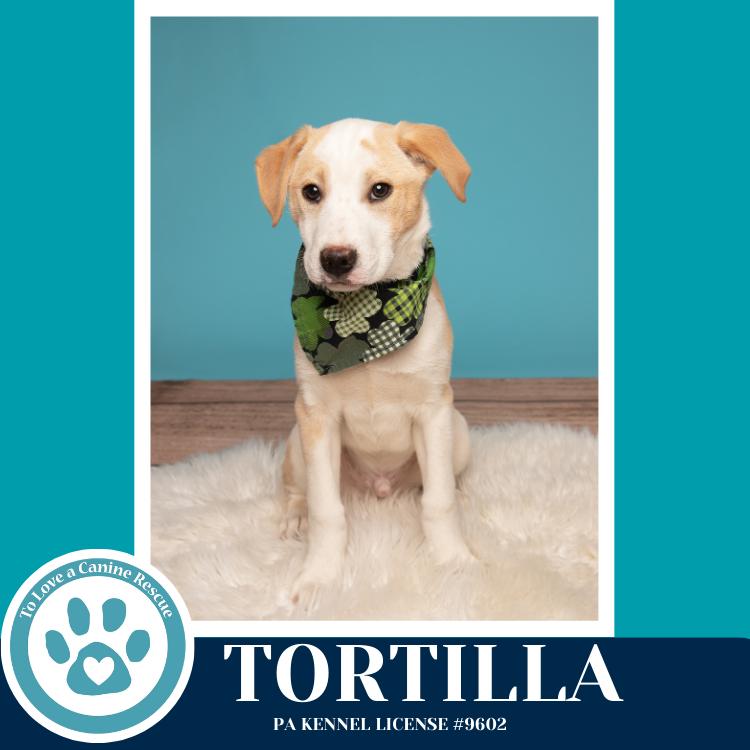 Enlarge Tortilla (Tee Pups) 020726, a Adoptable mixed breed in Kimberton, PA image 5/6