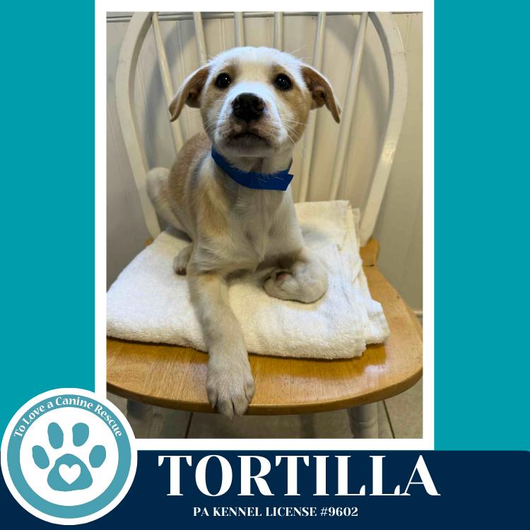 Enlarge Tortilla (Tee Pups) 020726, a Adoptable mixed breed in Kimberton, PA image 6/6