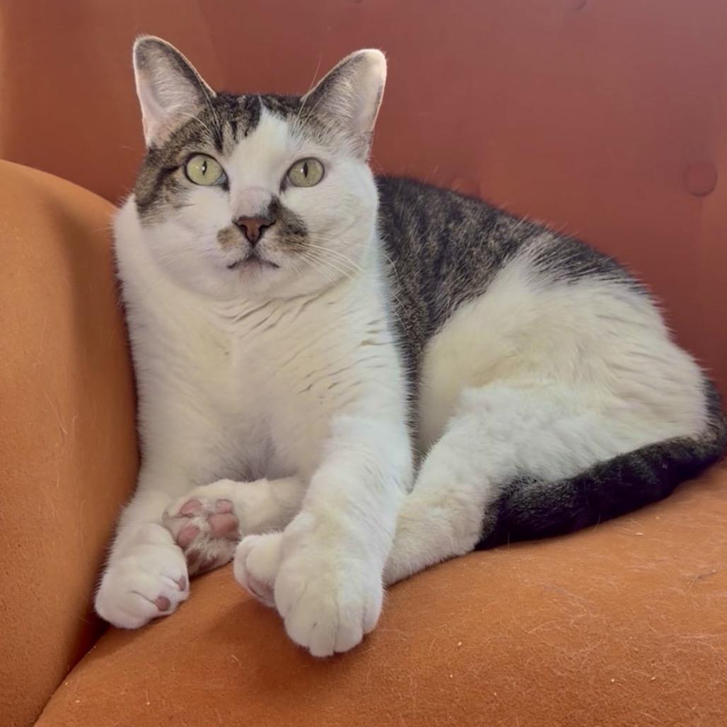 Baby, Adoptable, Senior Male American Shorthair.