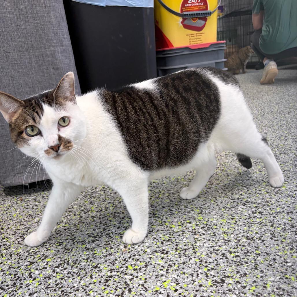 Enlarge Baby, a Adoptable American Shorthair in Kerrville, TX image 2/4
