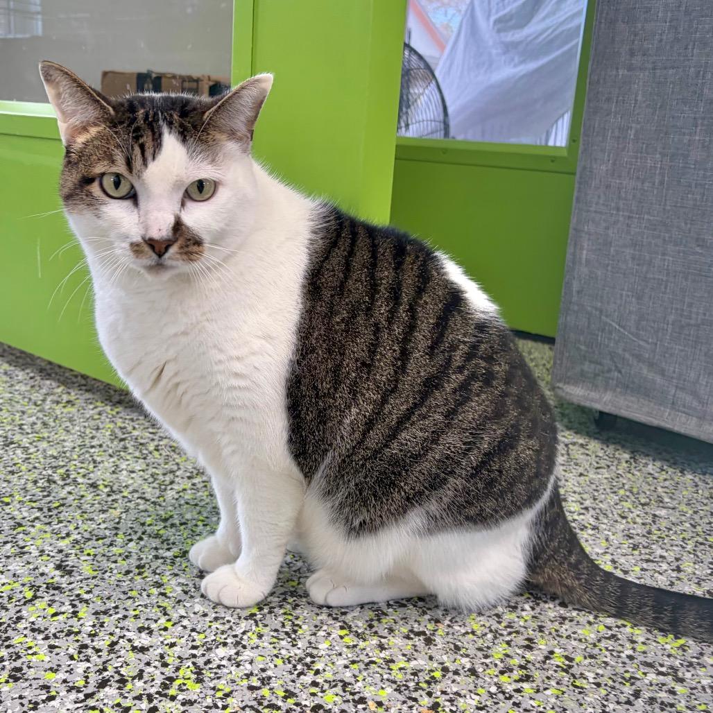 Enlarge Baby, a Adoptable American Shorthair in Kerrville, TX image 3/4