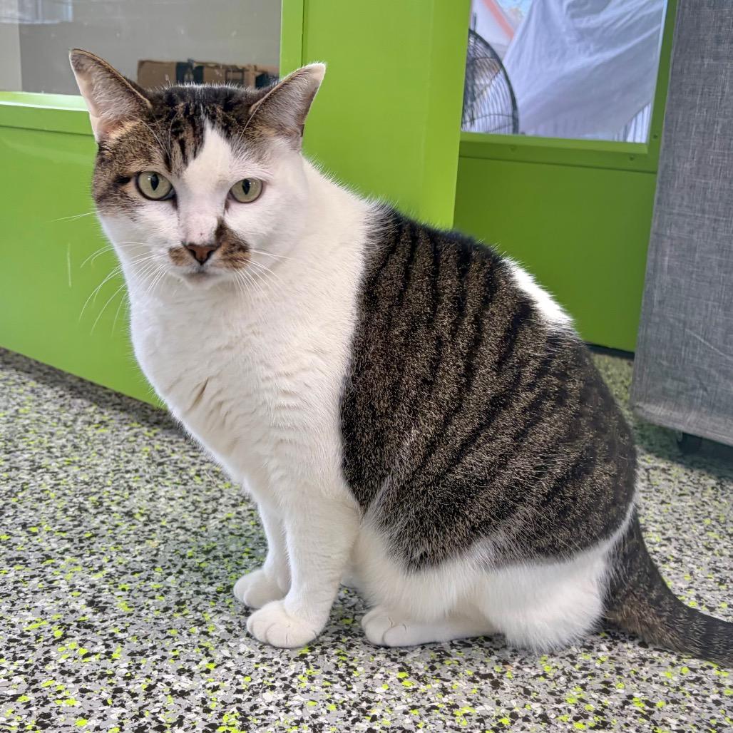 Enlarge Baby, a Adoptable American Shorthair in Kerrville, TX image 4/4