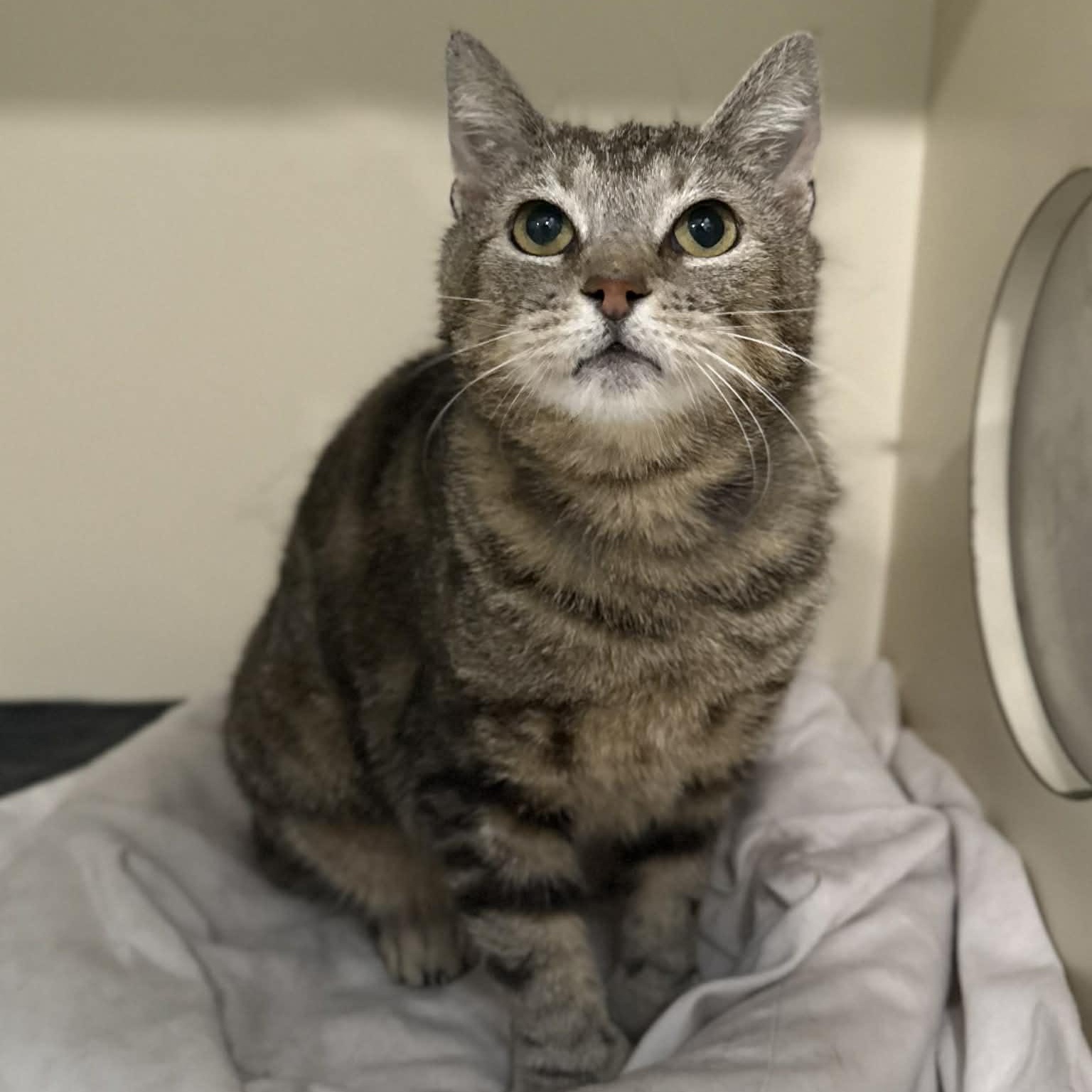 Enlarge Nola, a ADOPTABLE mixed breed in Penn Yan, NY image 2/4