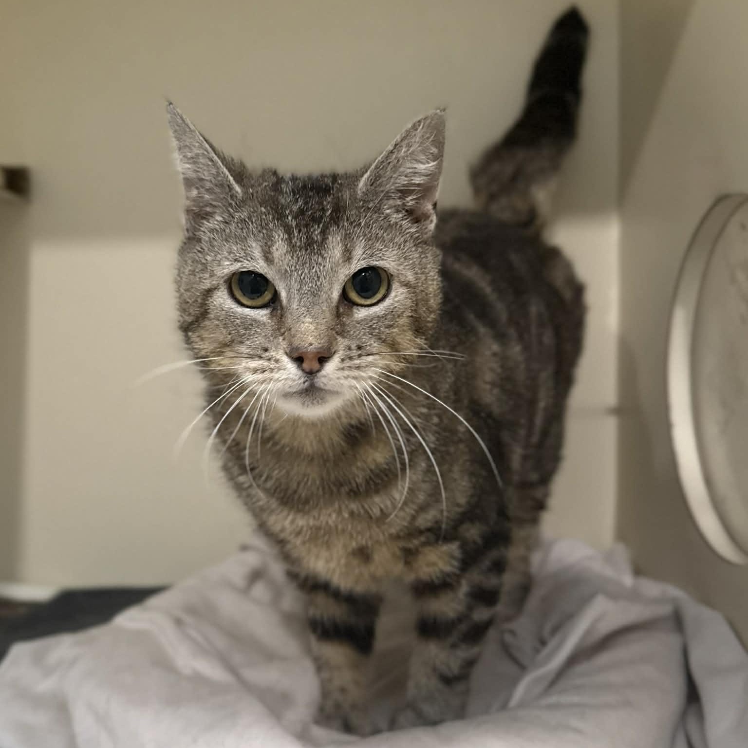 Enlarge Nola, a ADOPTABLE mixed breed in Penn Yan, NY image 4/4