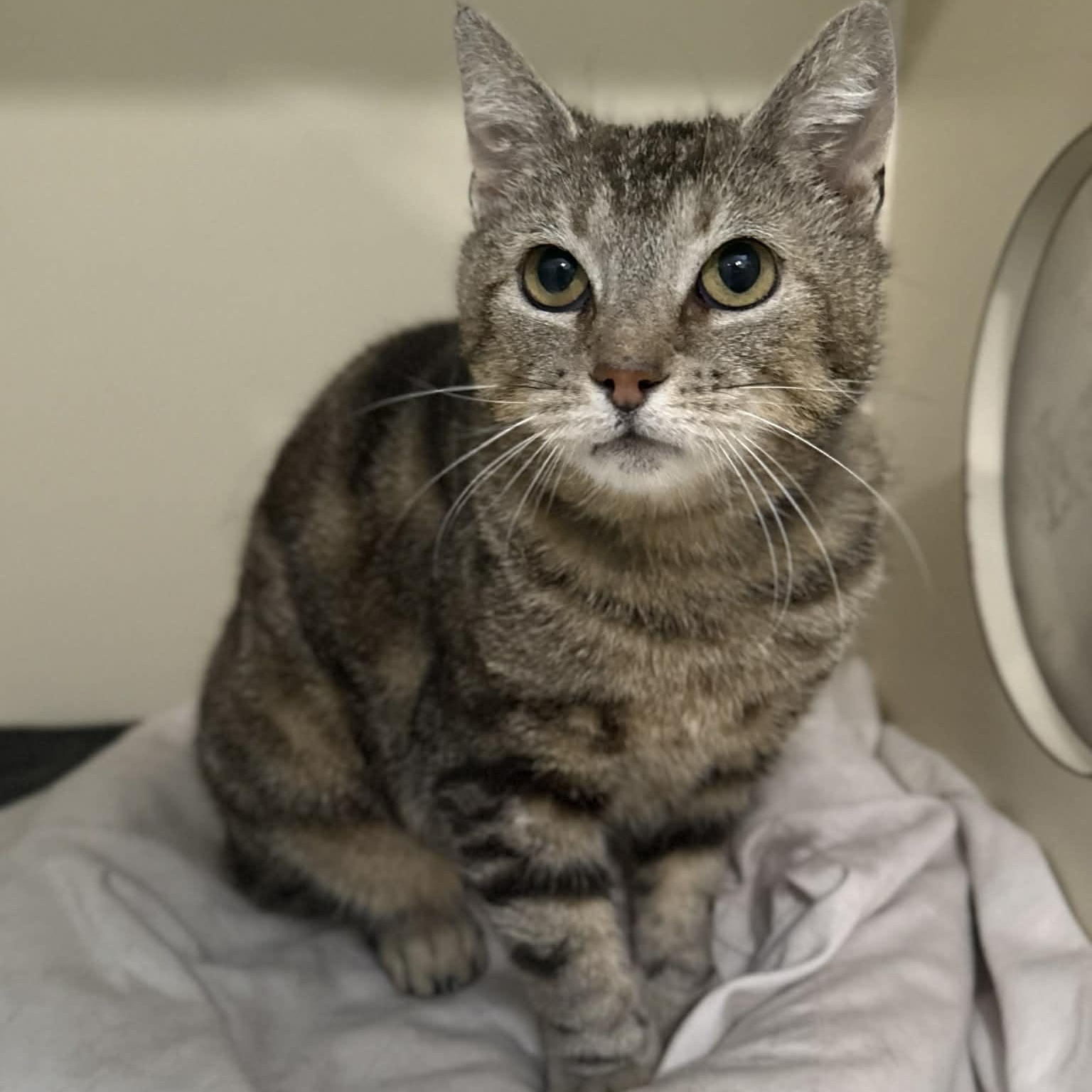 Enlarge Nola, a ADOPTABLE mixed breed in Penn Yan, NY image 3/4