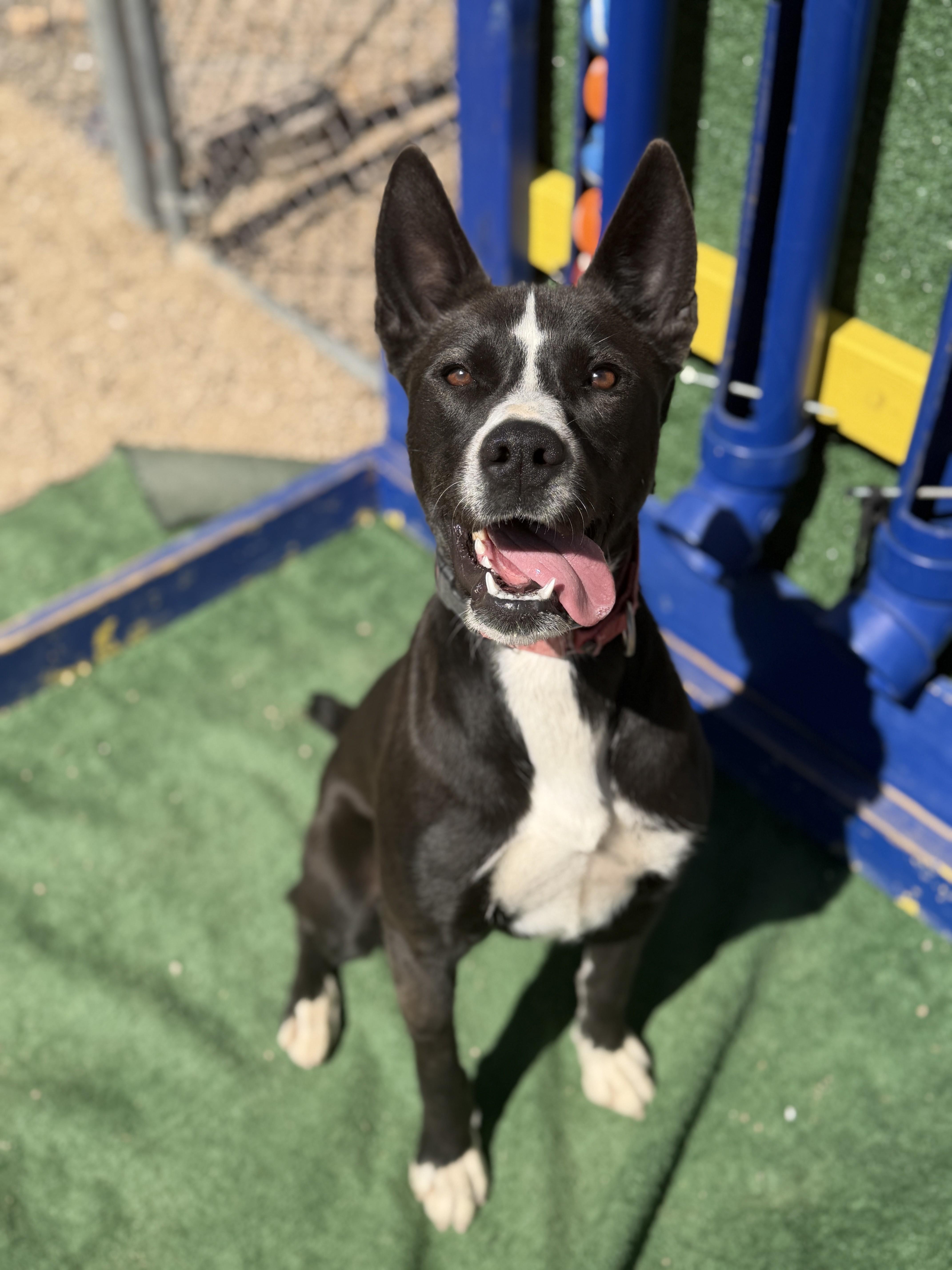 Enlarge Charlie, a Adoptable mixed breed in Sierra Vista, AZ image 4/5