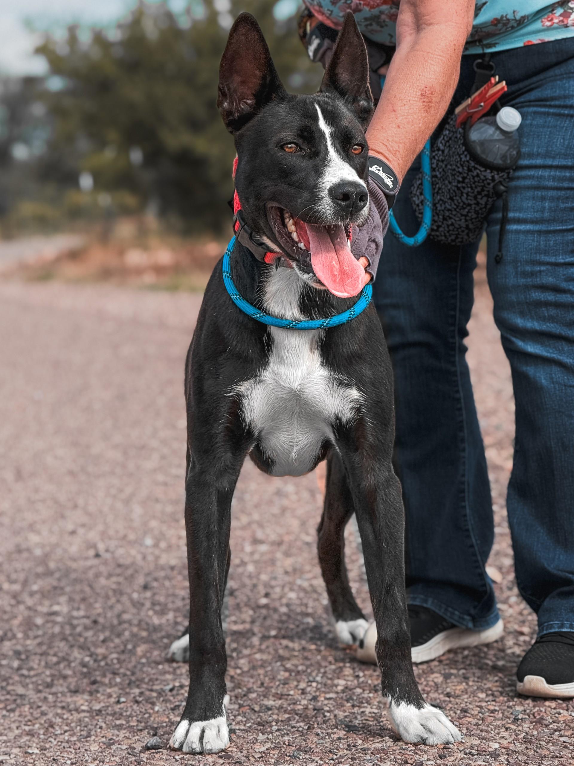 Charlie, Adoptable, Young Male Pit Bull Terrier & Labrador Retriever.