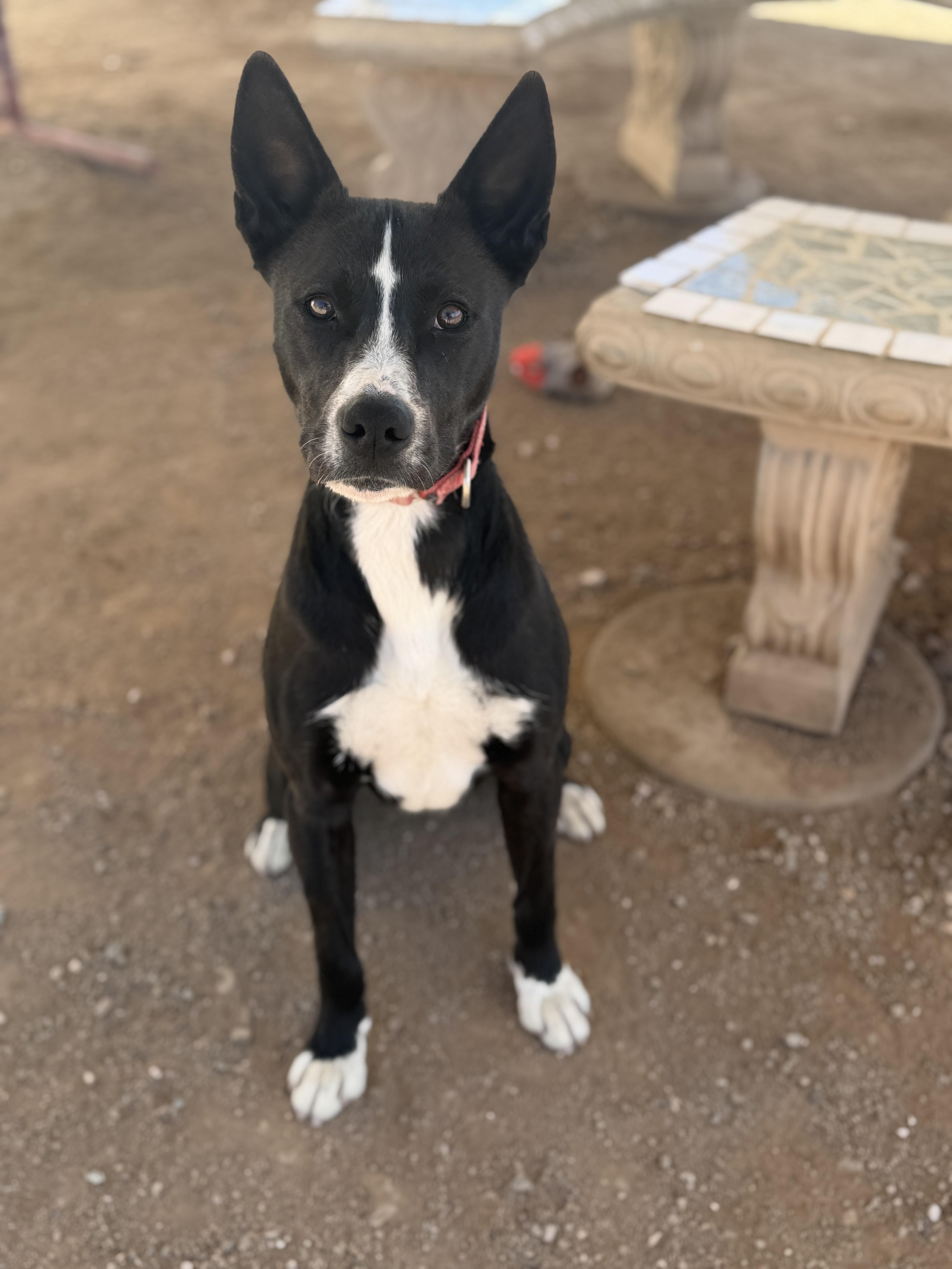 Enlarge Charlie, a Adoptable mixed breed in Sierra Vista, AZ image 5/5