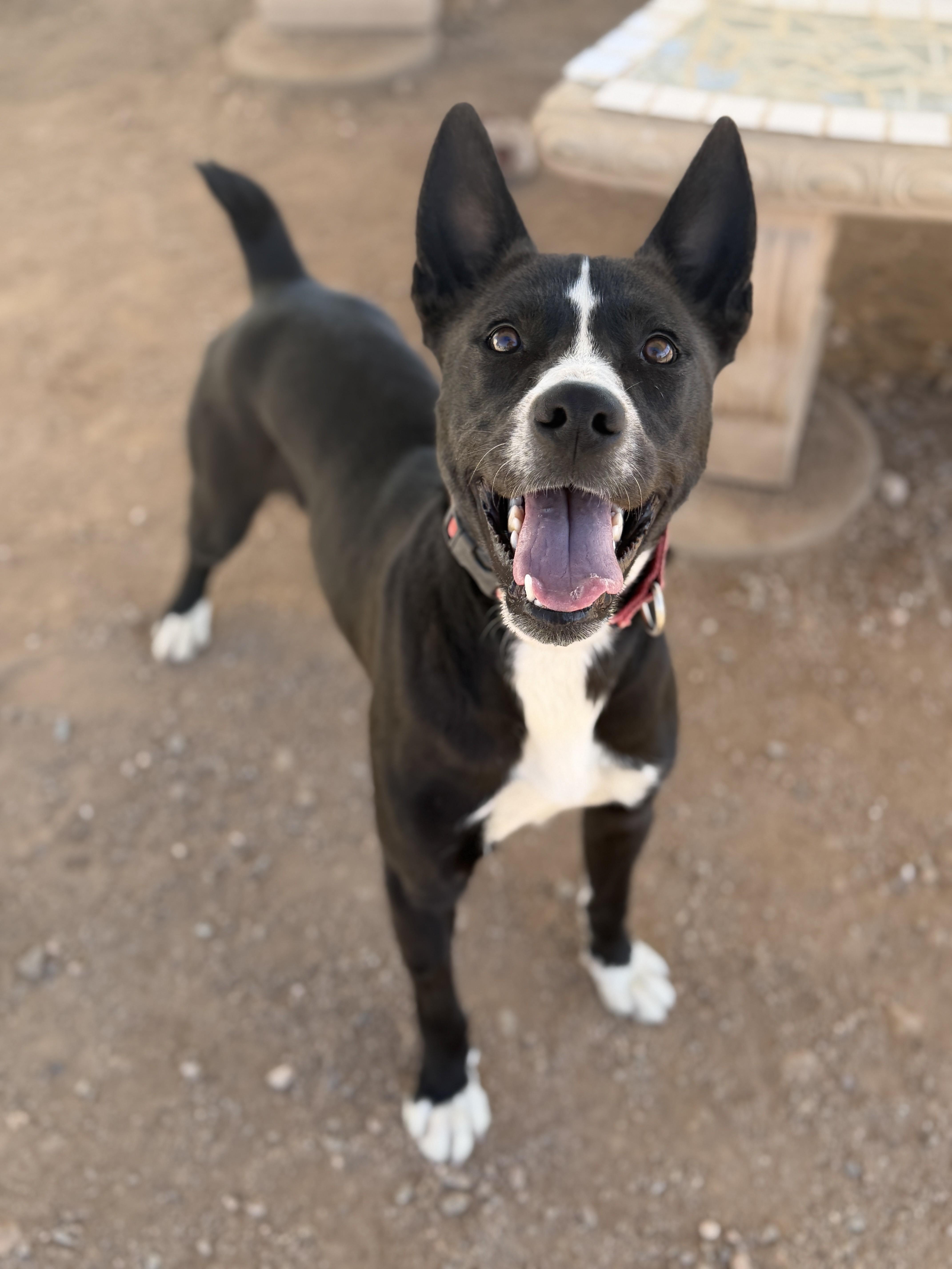 Charlie, Adoptable, Young Male Pit Bull Terrier & Labrador Retriever.