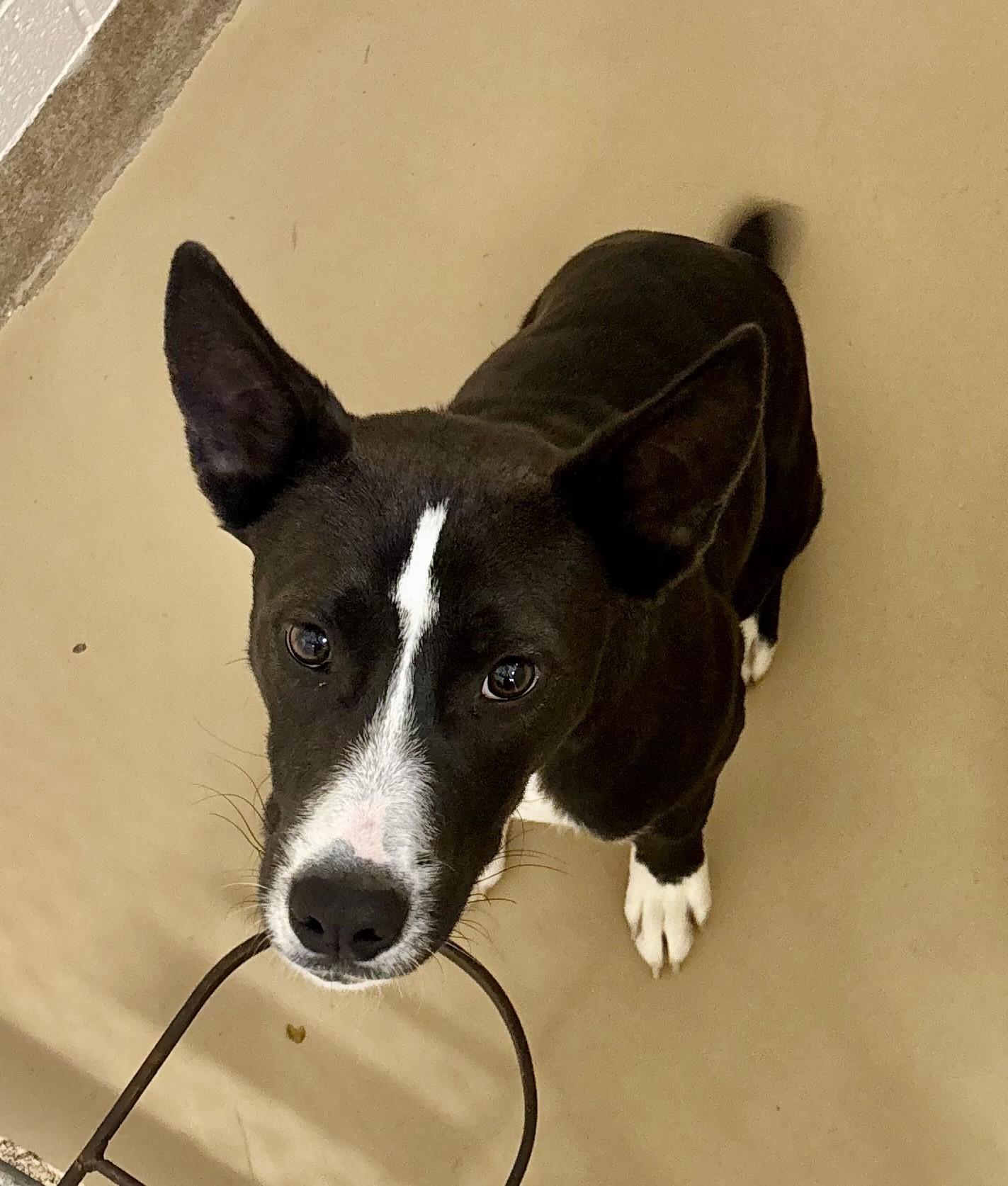 Enlarge Charlie, a Adoptable mixed breed in Sierra Vista, AZ image 2/2