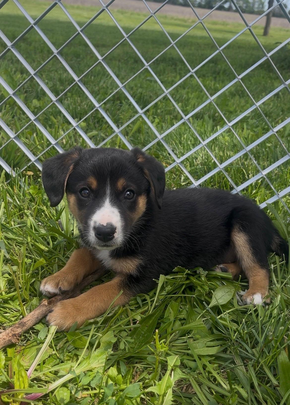 Karl /Black D, Adoptable, Puppy Male Rough Collie & Beagle.