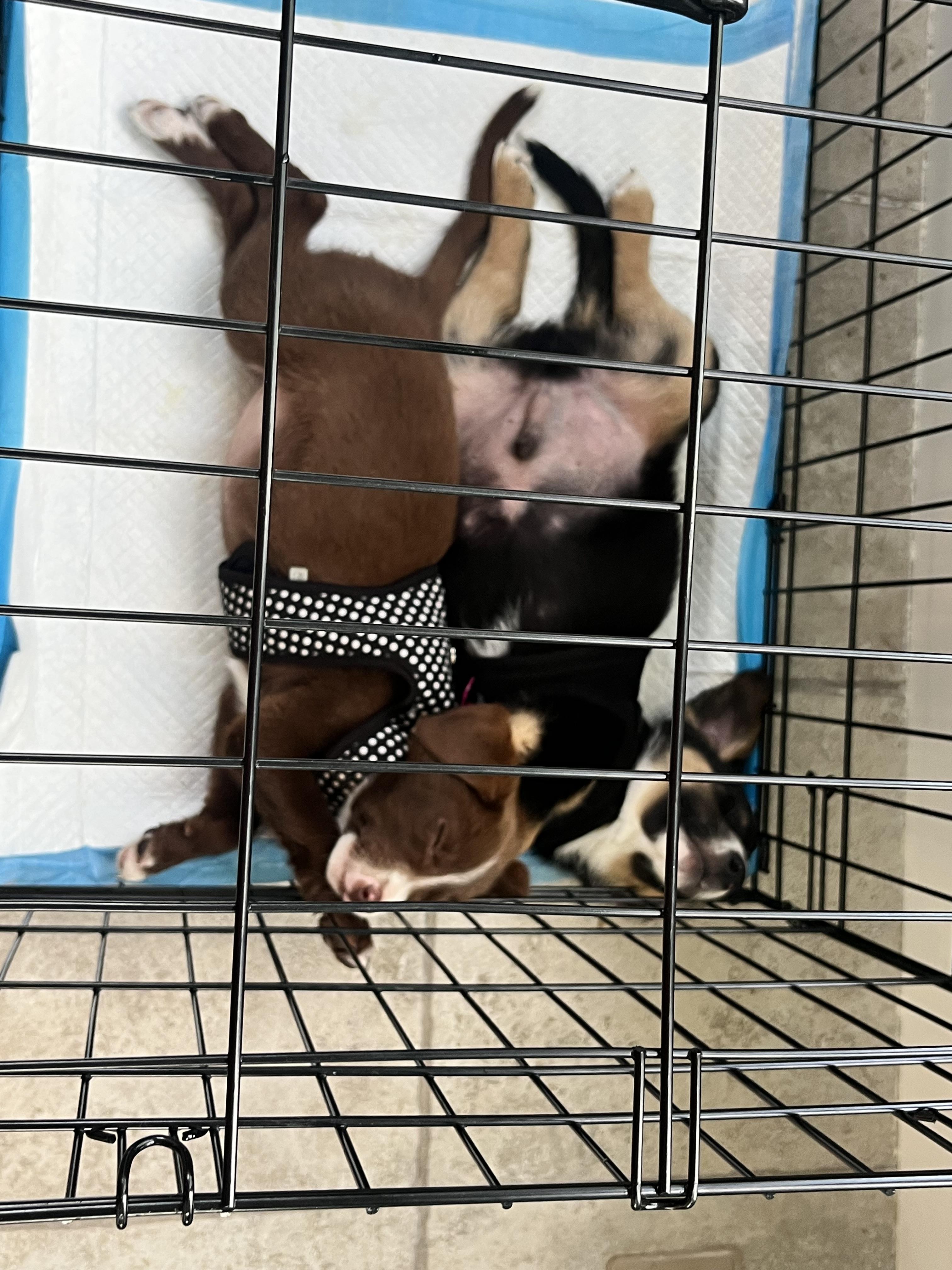 Enlarge Karl /Black D, a Adoptable mixed breed in Mexico, MO image 2/2