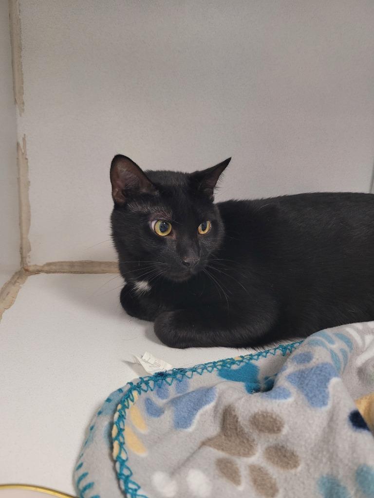 Cinna, Adoptable, Young Male Domestic Short Hair.