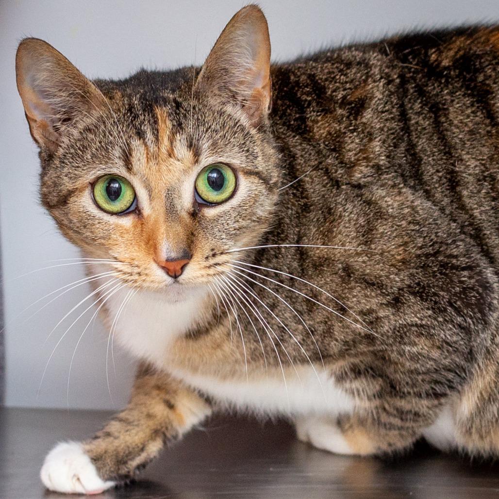 Enlarge Fruit, a Adoptable mixed breed in Hattiesburg, MS image 1/1