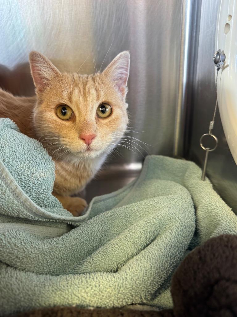 Winnie, Adoptable, Young Female Domestic Short Hair.