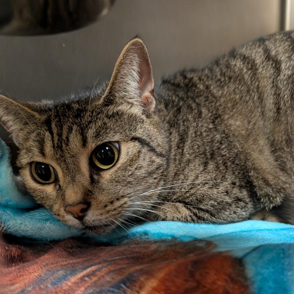 Luna, Adoptable, Senior Female Domestic Short Hair.