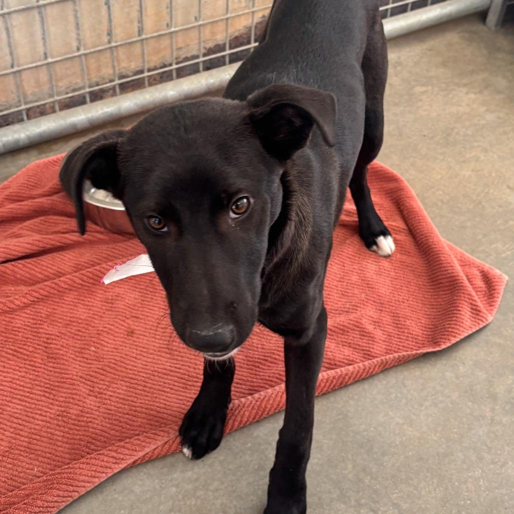 Isla, Adoptable, Puppy Female Black Labrador Retriever & Mixed Breed.