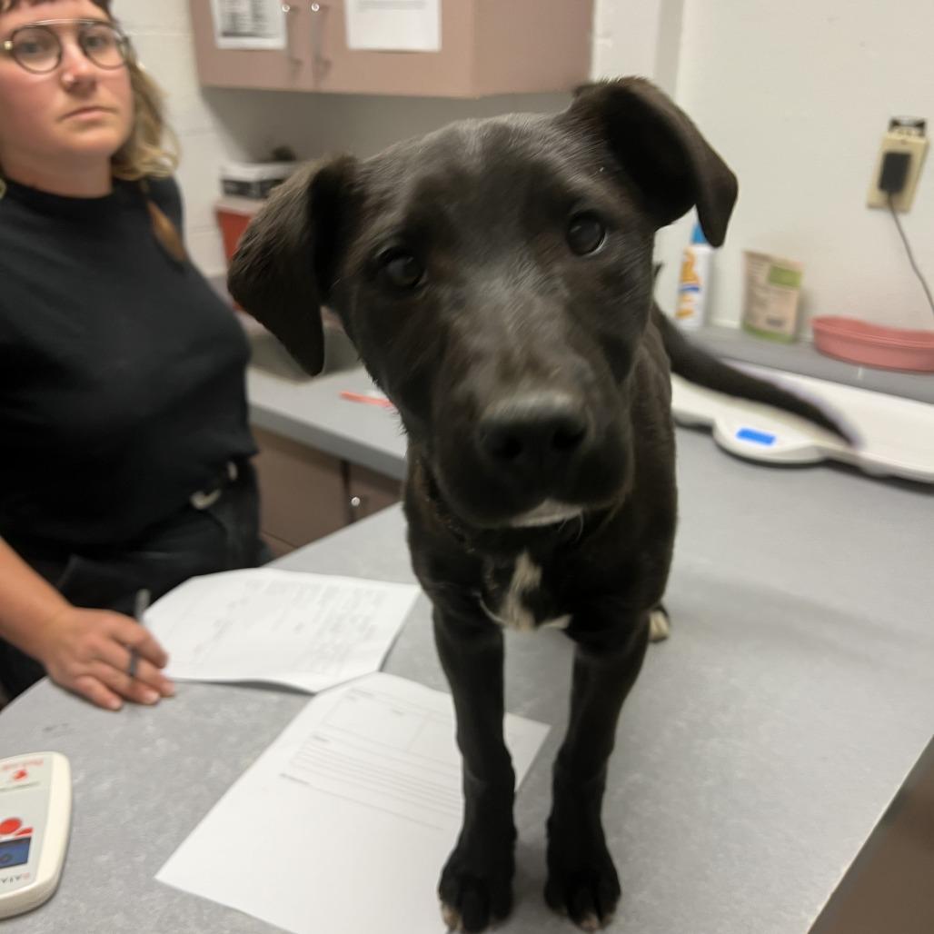 Isla, Adoptable, Puppy Female Black Labrador Retriever & Mixed Breed.