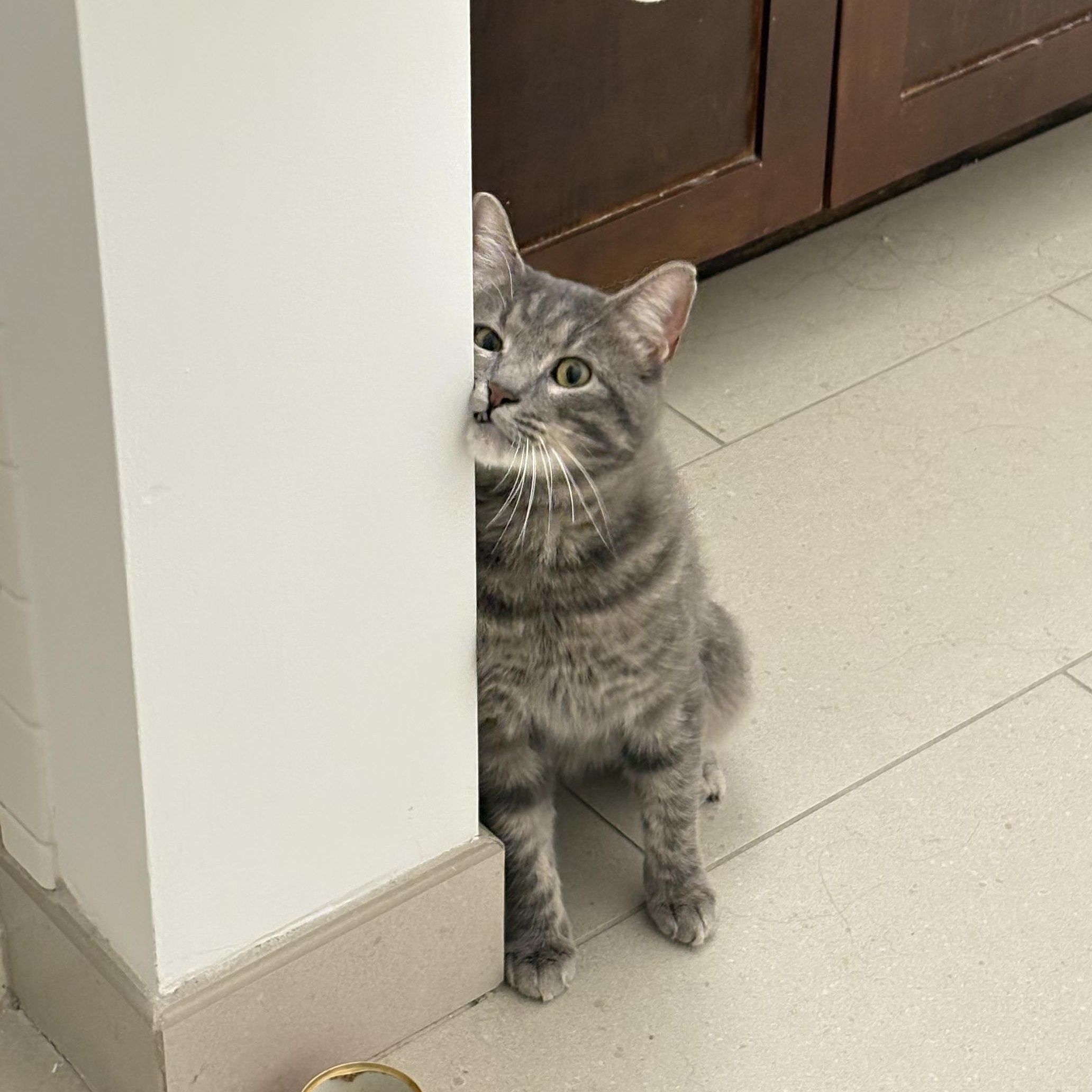 Leo, Adoptable, Adult Male Domestic Short Hair.