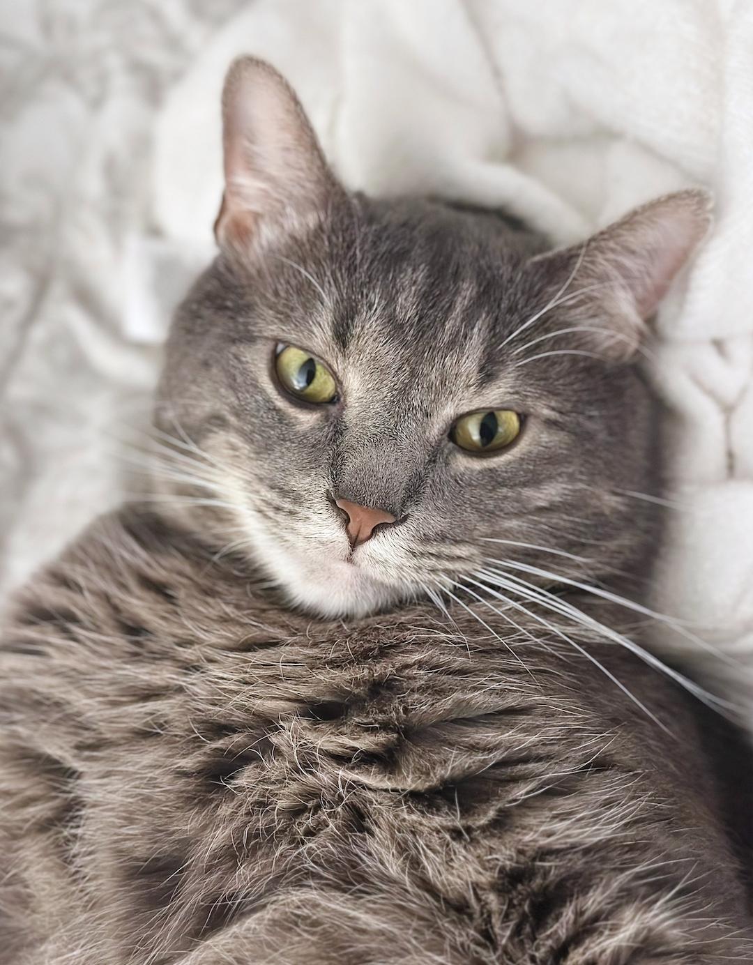 Leo, Adoptable, Adult Male Domestic Short Hair.