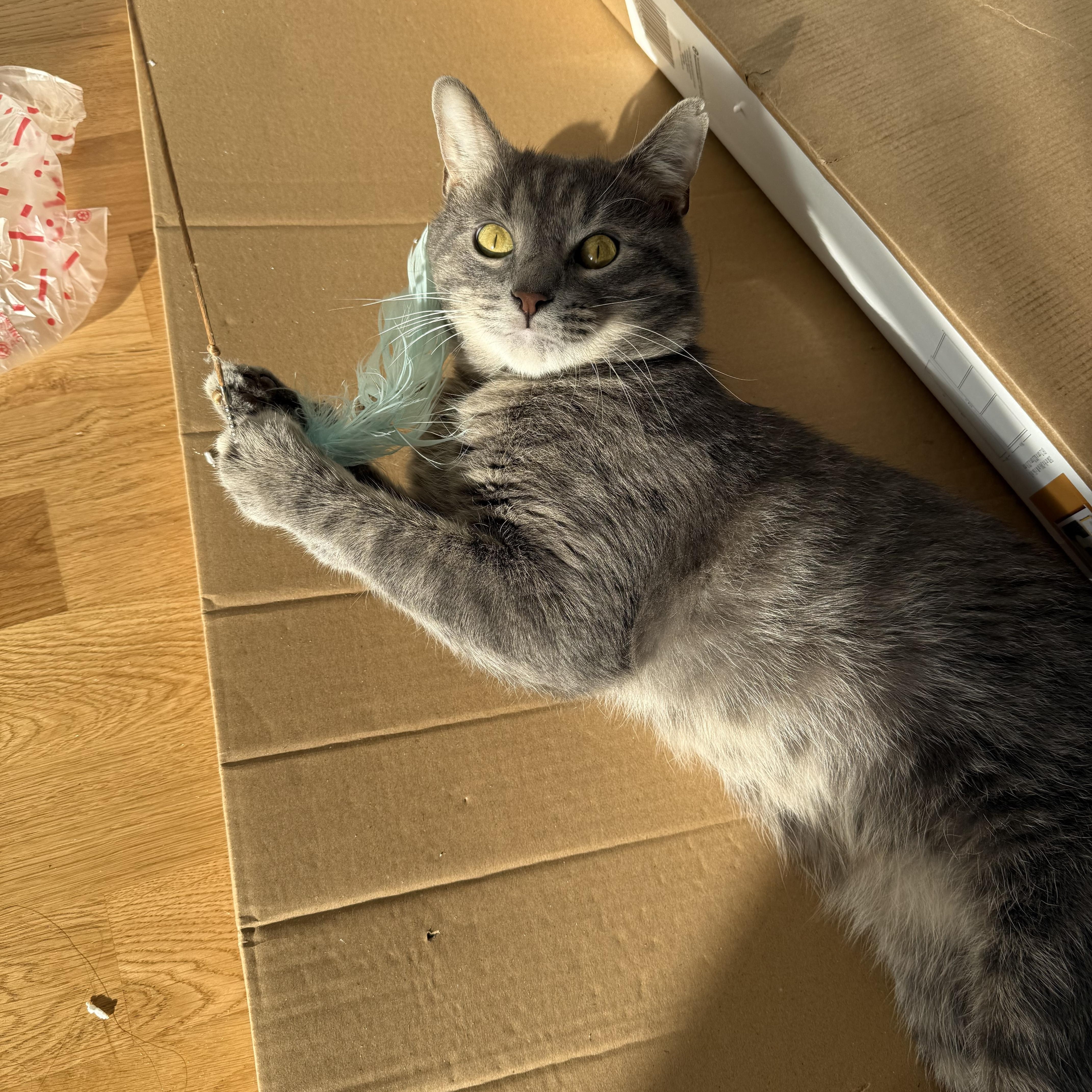 Enlarge Leo, a Adoptable Domestic Short Hair in Florham Park, NJ image 4/5