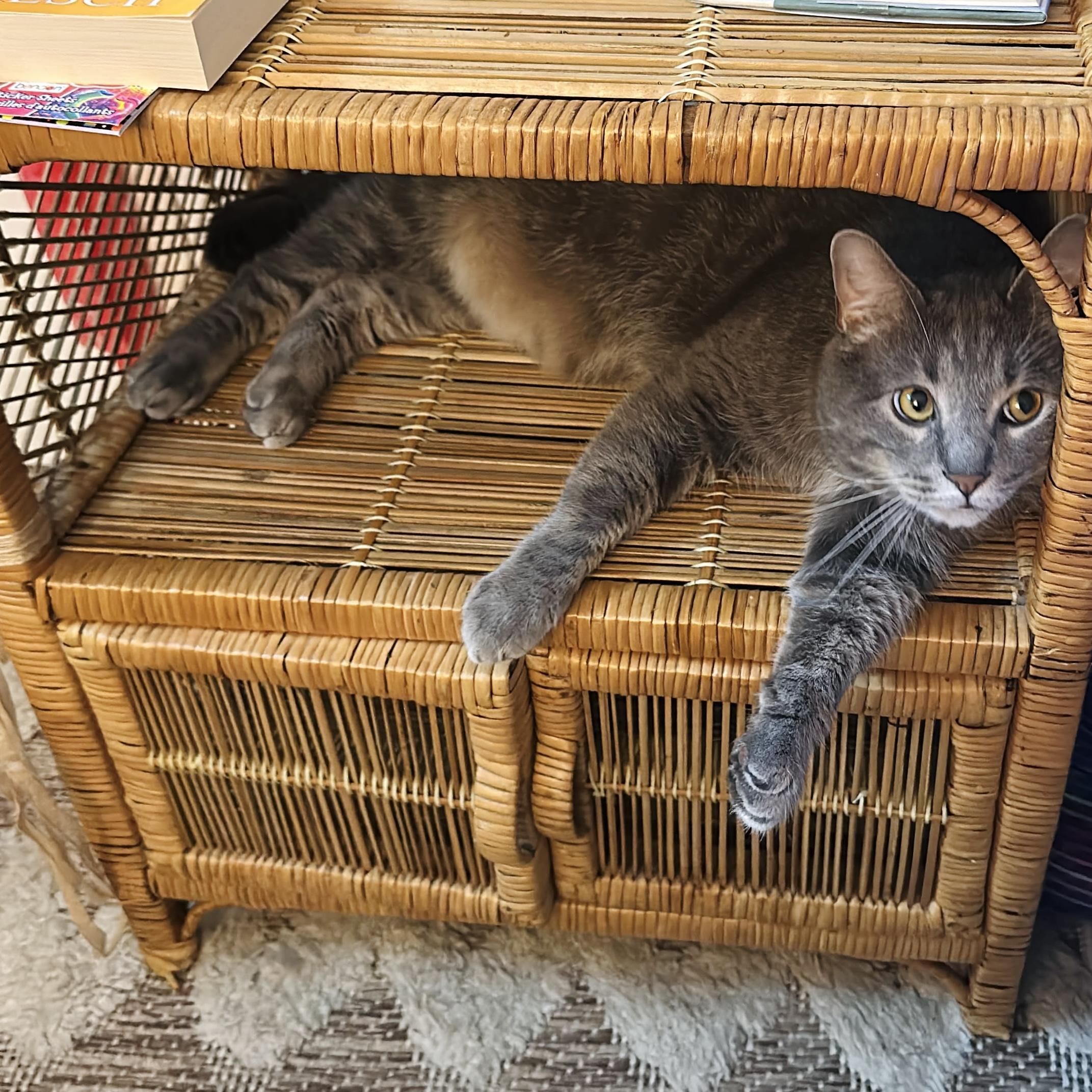 Leo, Adoptable, Adult Male Domestic Short Hair.