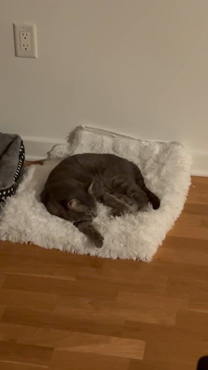 Enlarge Leo, a Adoptable Domestic Short Hair in Florham Park, NJ video 5/5