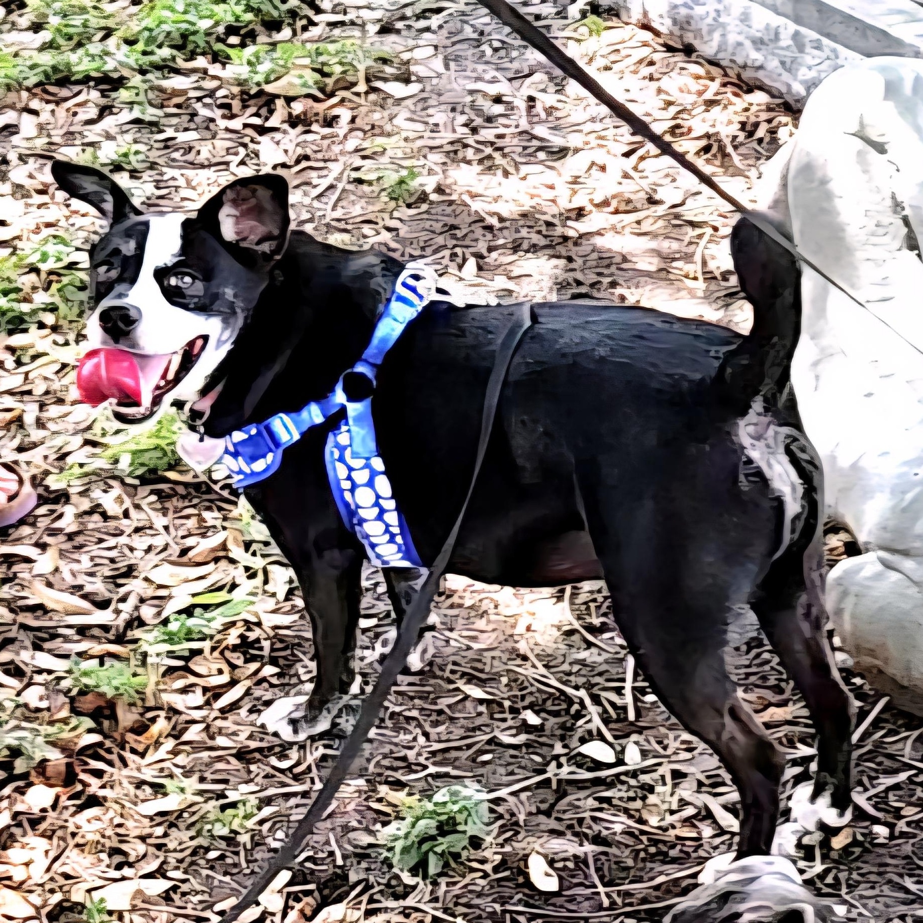 Millie, a Adoptable mixed breed in Philadelphia, PA image 4/6