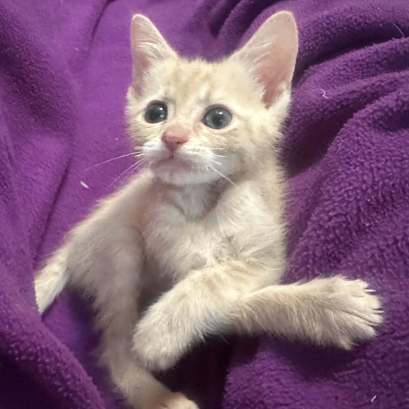 Phlox, an adoptable Domestic Short Hair in Milwaukee, WI image 2/6