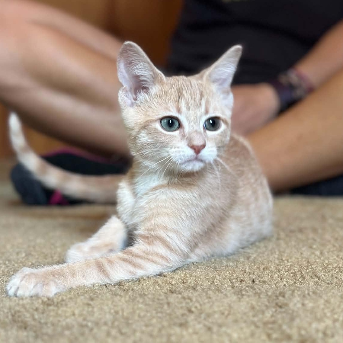 Phlox, adoptable, Kitten Male Domestic Short Hair.