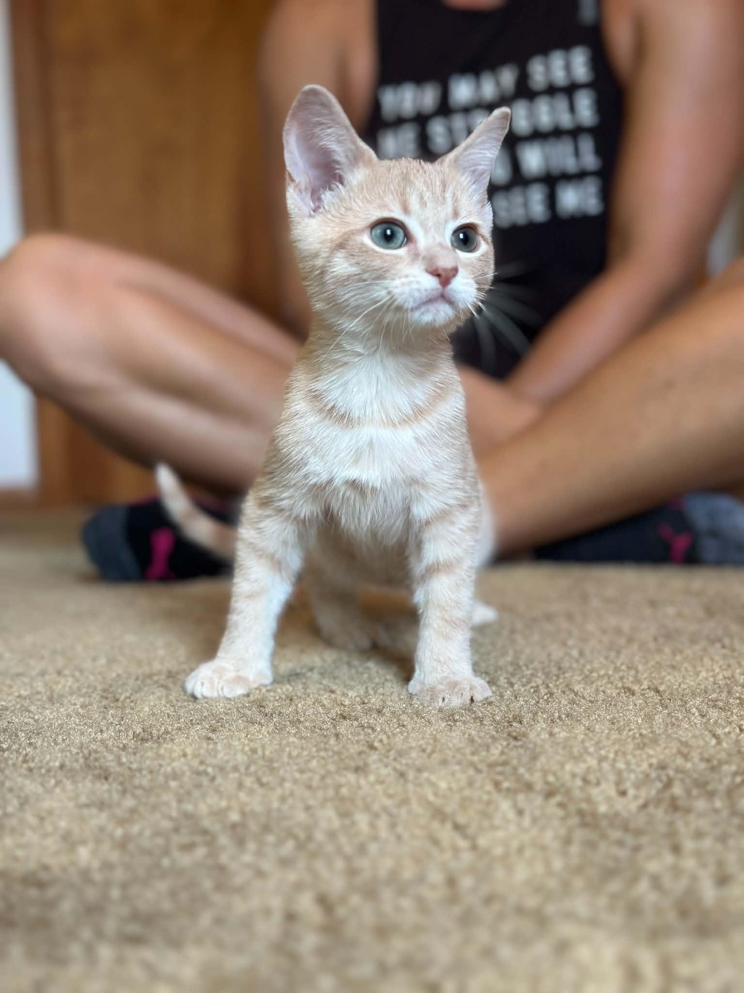 Phlox, an adoptable Domestic Short Hair in Milwaukee, WI image 6/6