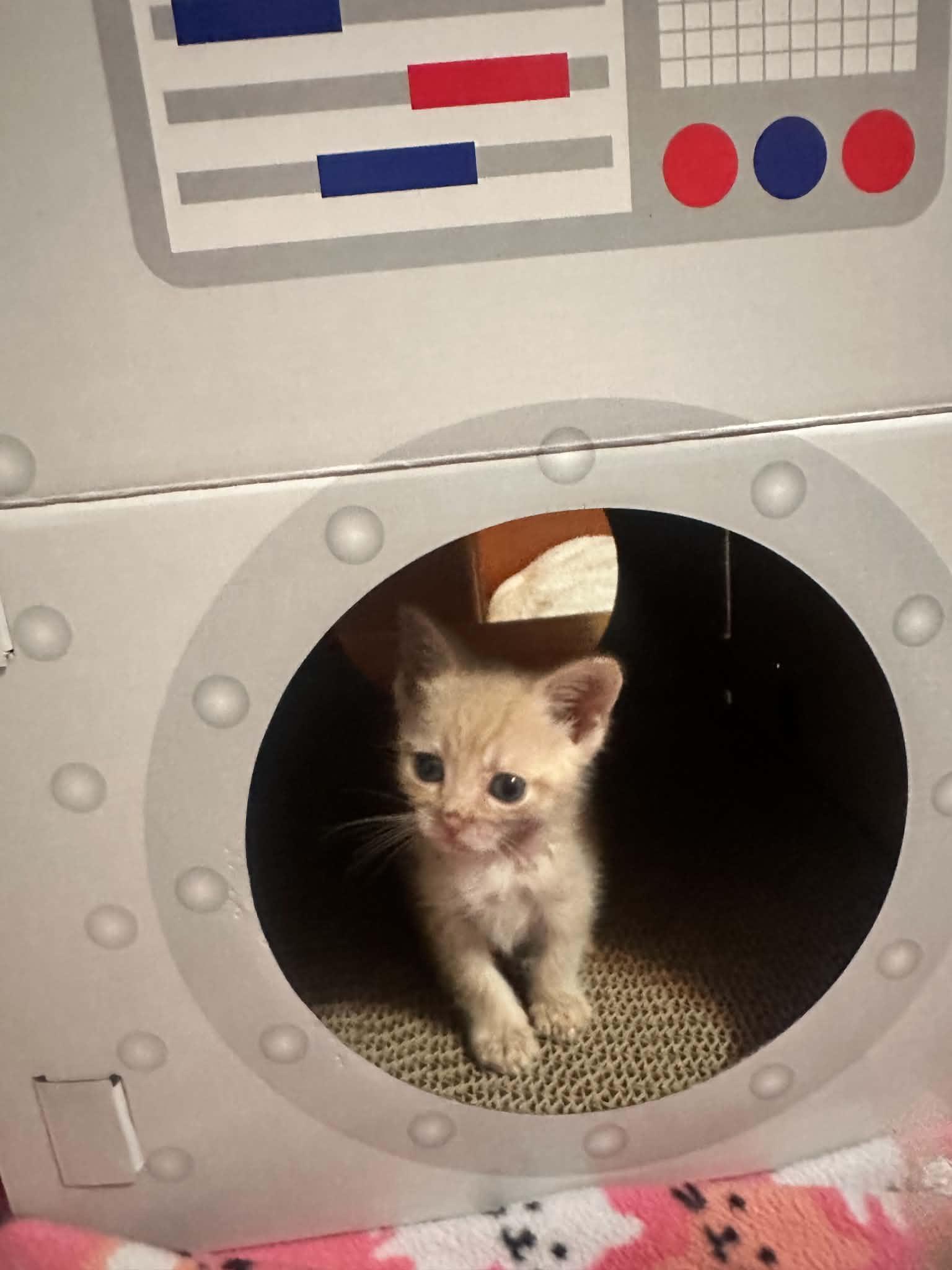 Phlox, an adoptable Domestic Short Hair in Milwaukee, WI image 5/6