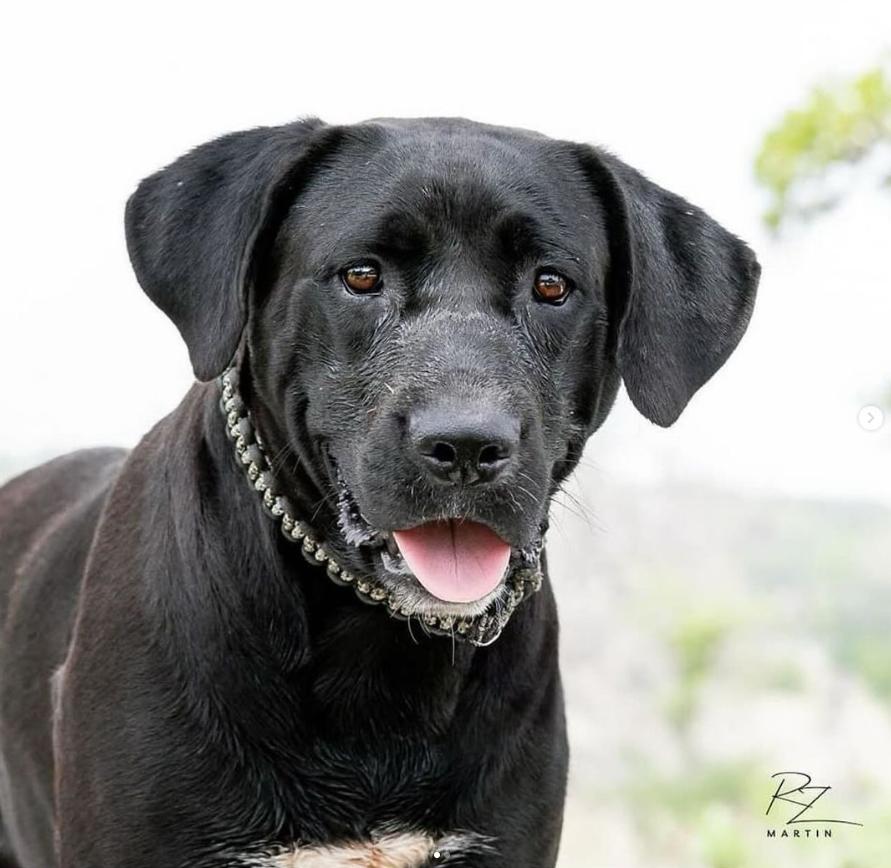 Enlarge Candy, a Adopted Black Labrador Retriever in San Antonio, TX image 1/1