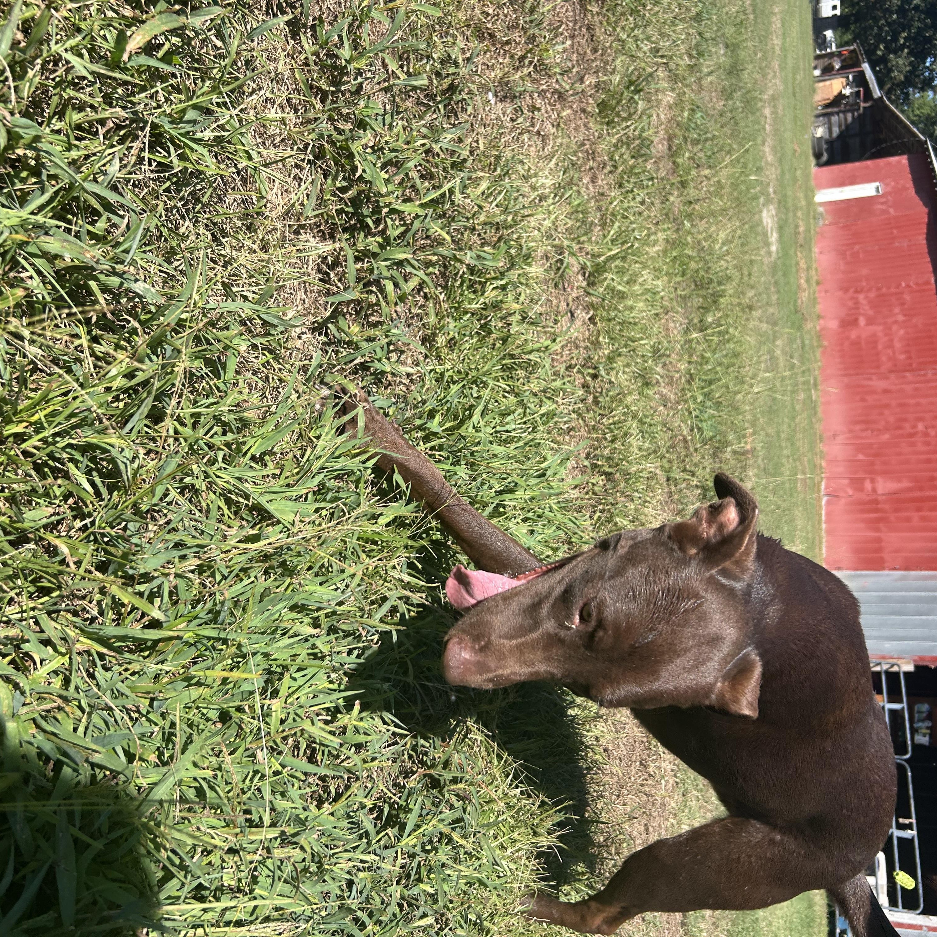 Enlarge Poppy, a Adoptable mixed breed in Wilmington, NC image 6/6