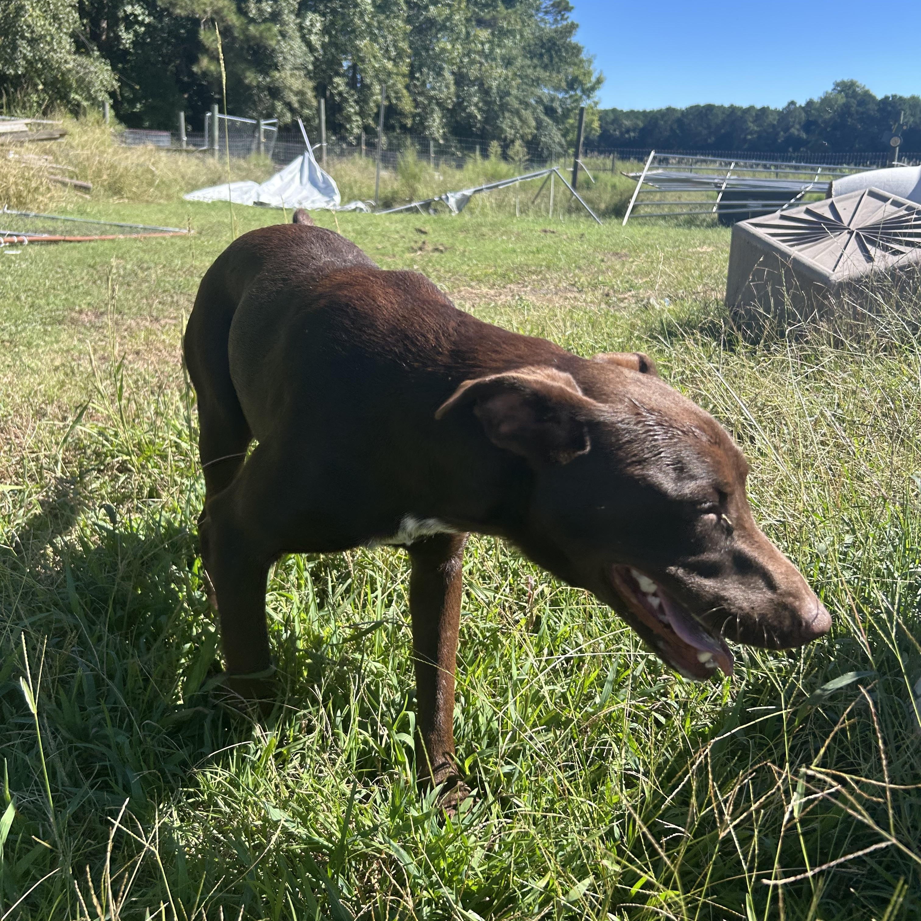 Enlarge Poppy, a Adoptable mixed breed in Wilmington, NC image 5/6