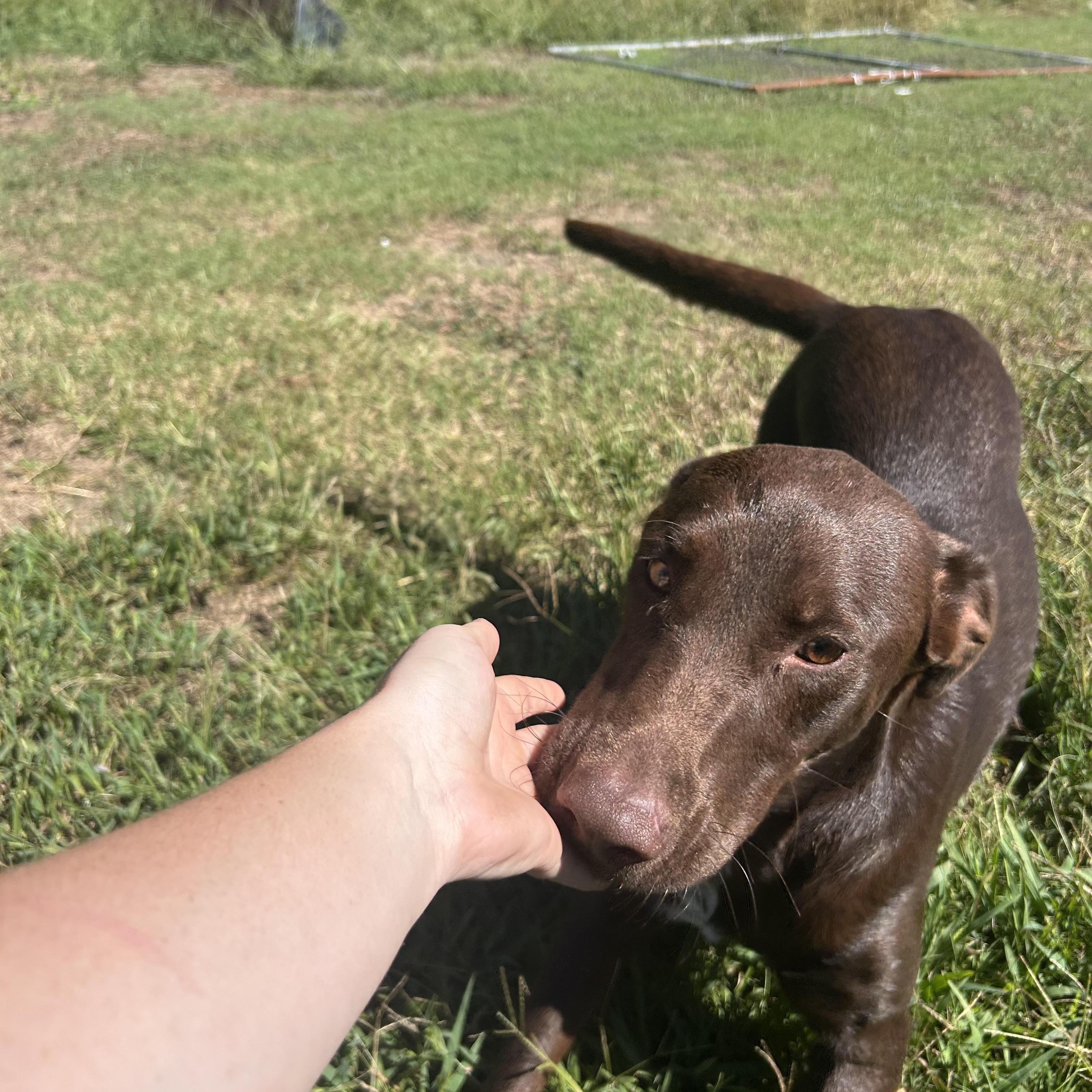 Poppy, Adoptable, Young Female Labrador Retriever & Doberman Pinscher.