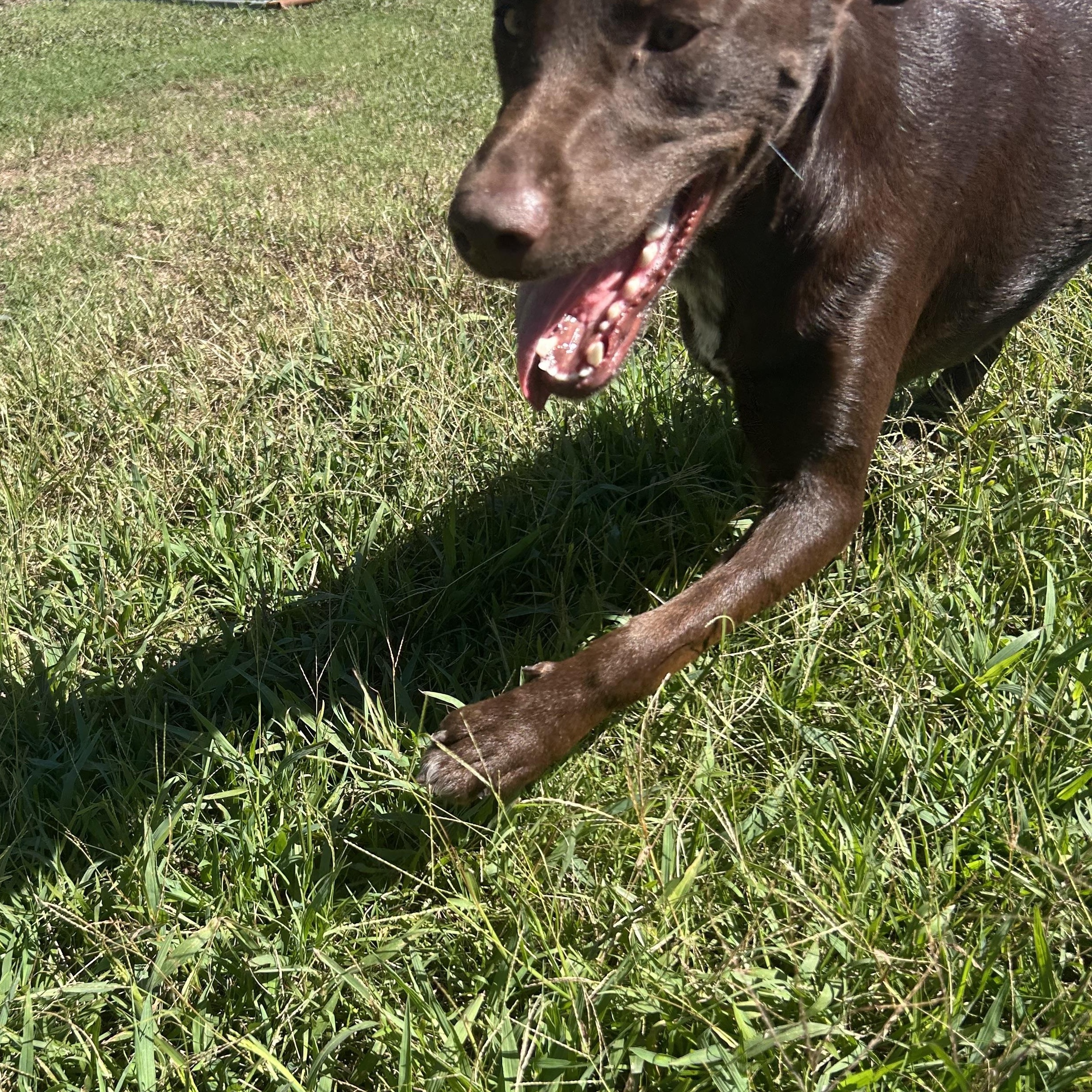 Enlarge Poppy, a Adoptable mixed breed in Wilmington, NC image 4/6
