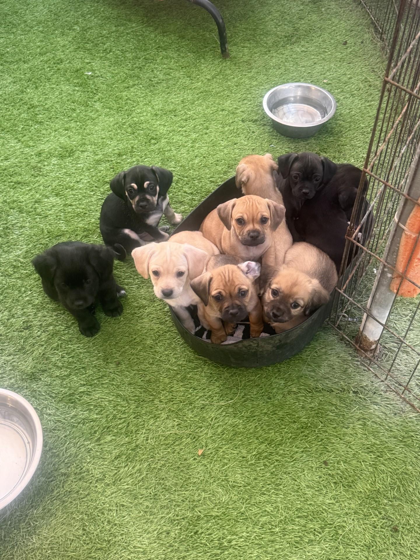 Puppies 6 male/2 females Chiweenie Mixes