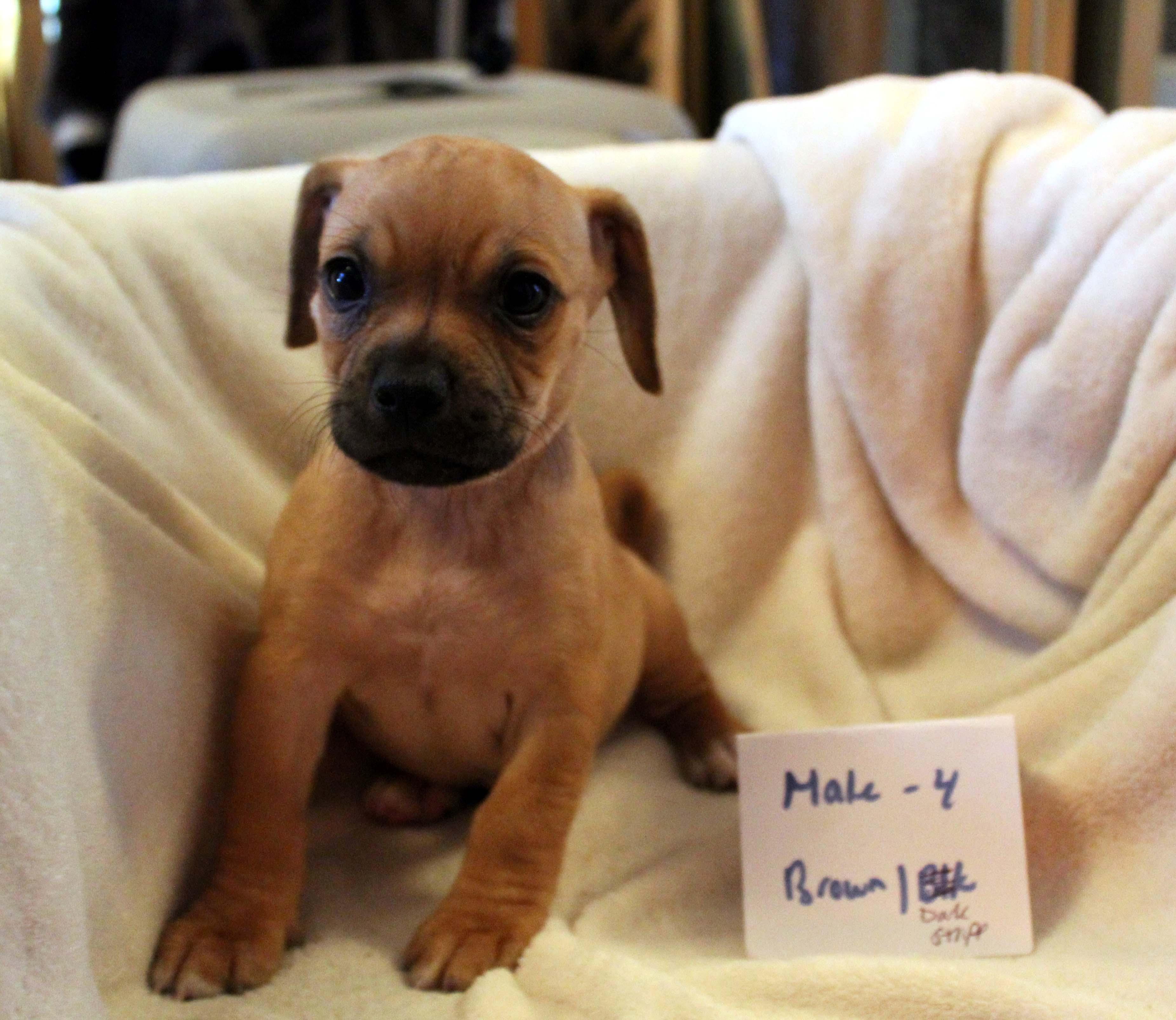Puppies 6 male/2 females Chiweenie Mixes 5