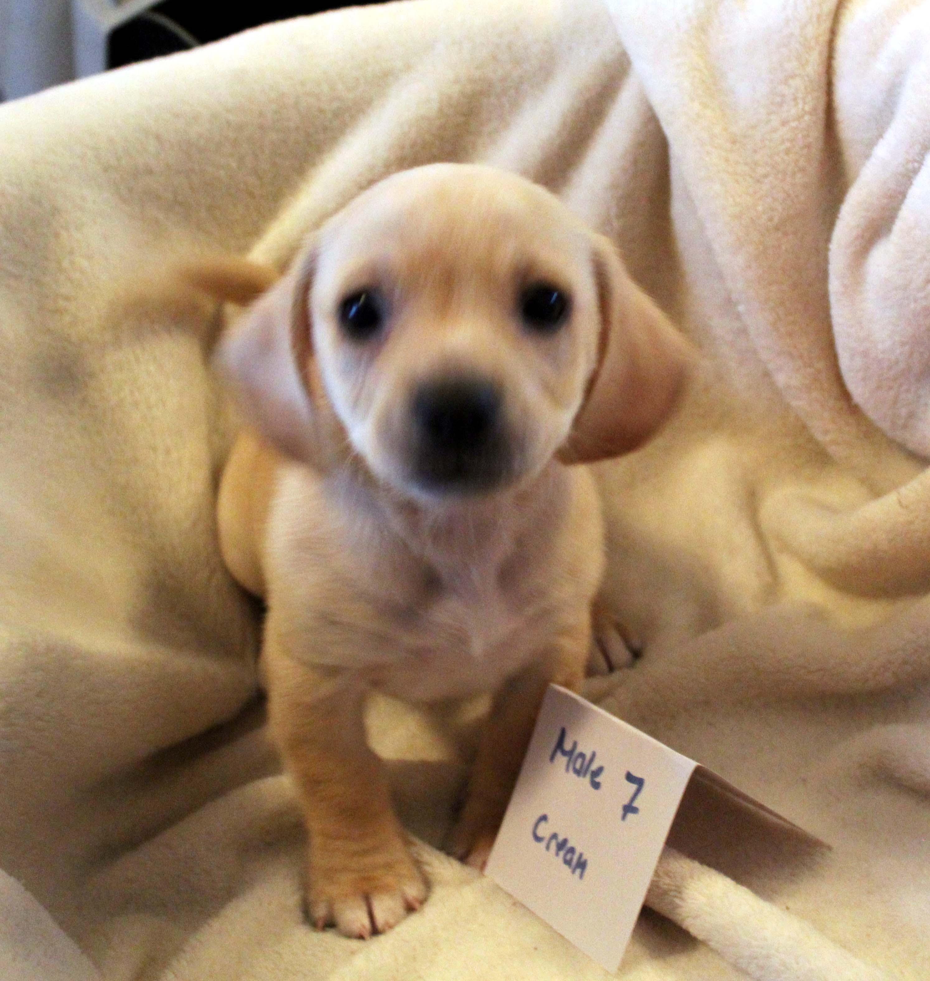 Puppies 6 male/2 females Chiweenie Mixes 4